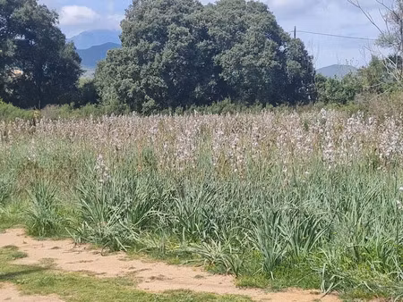 vente terrain 900 m² à ghisonaccia (20240)  106 000 €