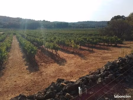 vignes ou terrain de loisir