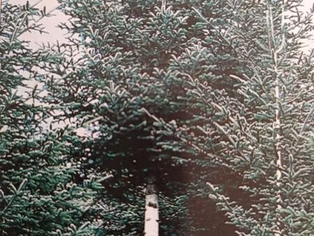 bois et forêt plantation