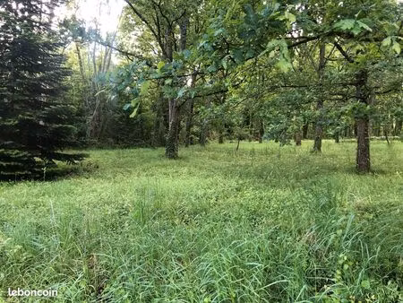 vend terrain arboré 1