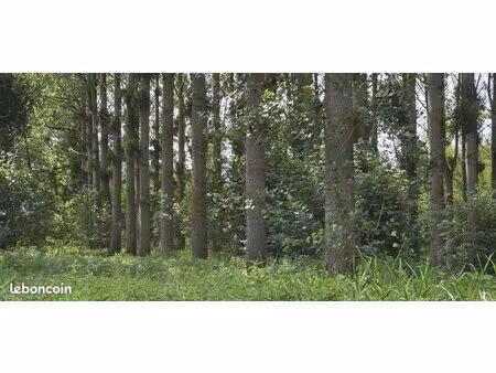 foret de peupliers 9 ha