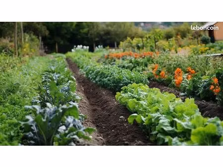 jardin potager
