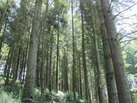 forêt à vendre