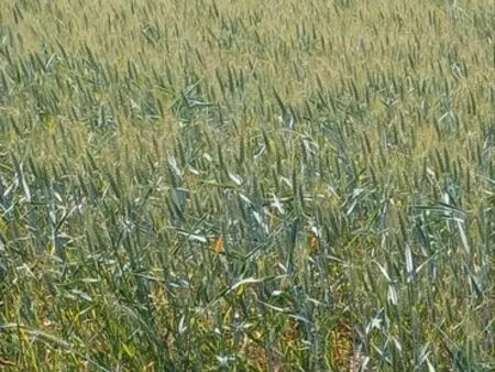 recherche petit coin de verdure pour potager