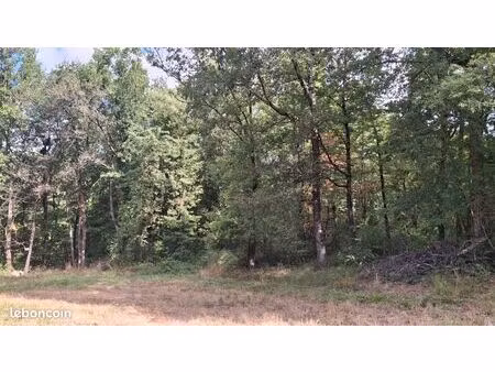 foret de chênes et de charmes