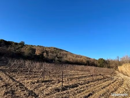 vignes sur fils