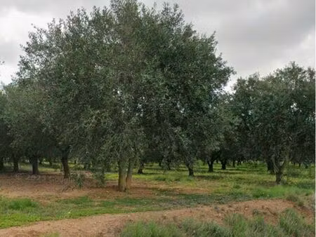 terrain agricole