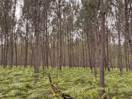 terrain forestier biscarrosse