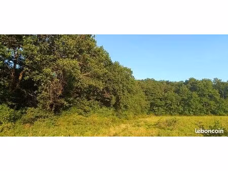 parcelles de forêt de chênes