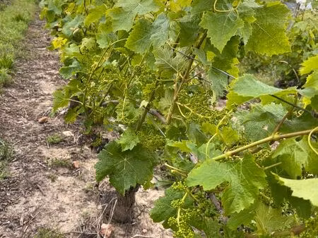 vignes aop saumur champigny