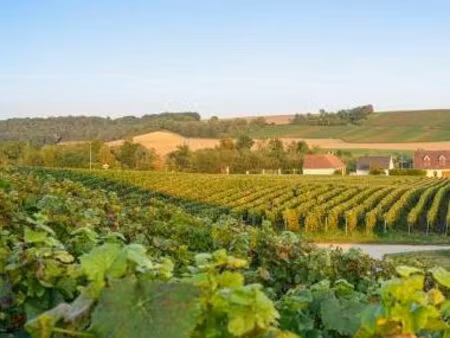 vend vignes à damery marne