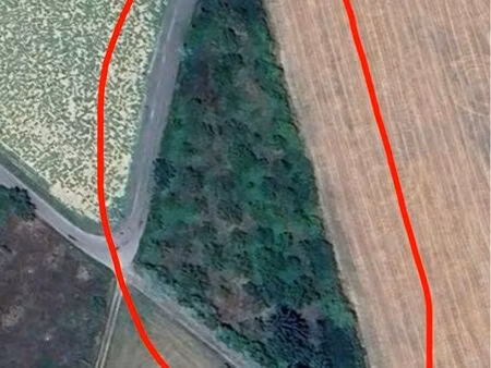 terrain de détente arbre noyer 5000 m2