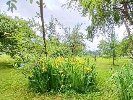 joli jardin avec fruitiers