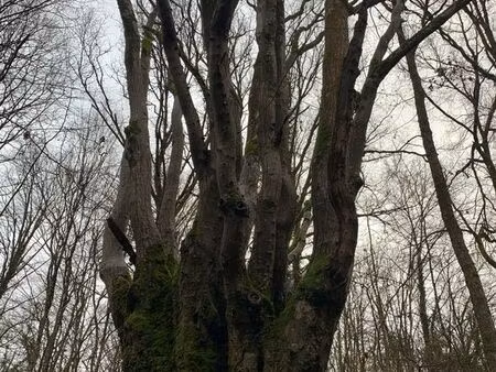 echange ou recherche parcelles de bois