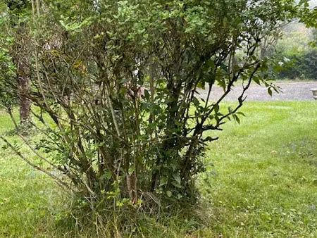 vente terrain 1076 m² à fargues-saint-hilaire (33370)  112 000 €