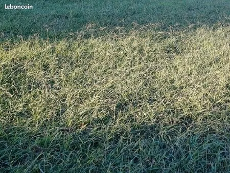 terrain 2 200 m² elne