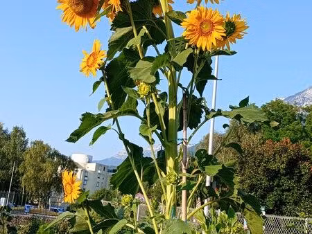 cherche potager sur seyssinet /seyssins