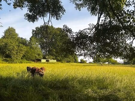 terrain/ prairie/ herbage