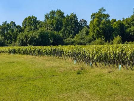 vente terrain 605 m² saint-andré-de-cubzac (33240)