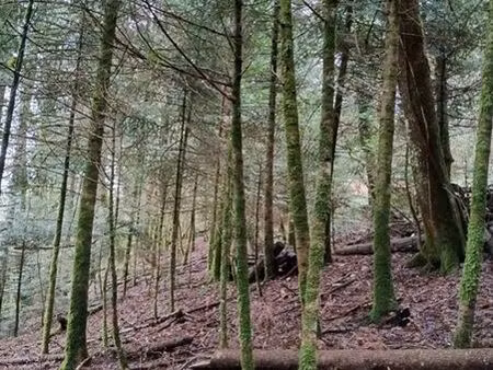 parcelles de forêt et prairie sur mont nantua (01130)