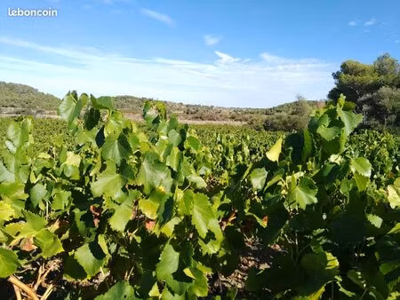 vigne et puit