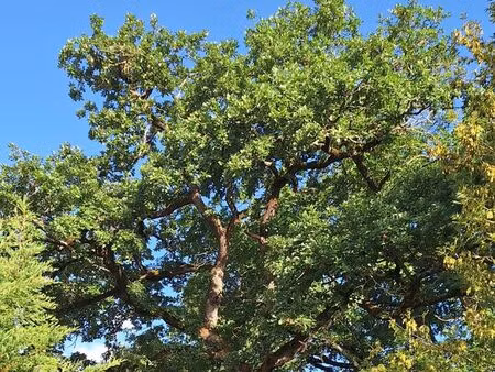 dans le périgord pourpre  maison  bâtiments le tout sur 2 49hectares