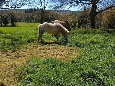 loue terrain chevaux