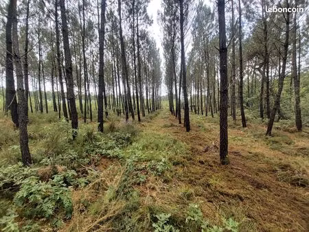 terrain boisé 16000 m² idéal détente ou loisirs