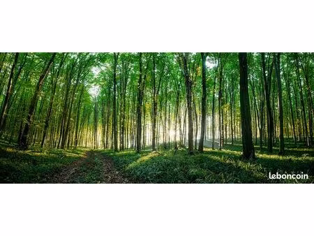 propriété forestière de chêne d’un seul tenant d’environ 16 hectares entre tours et blois 