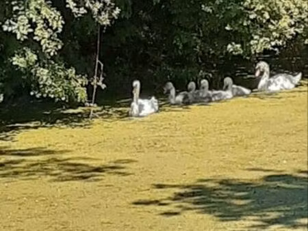 terrain à louer