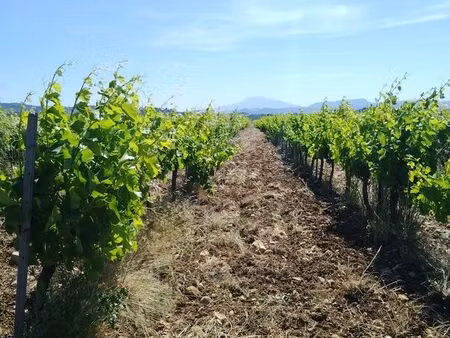 parcelle vigne aoc cru cairanne
