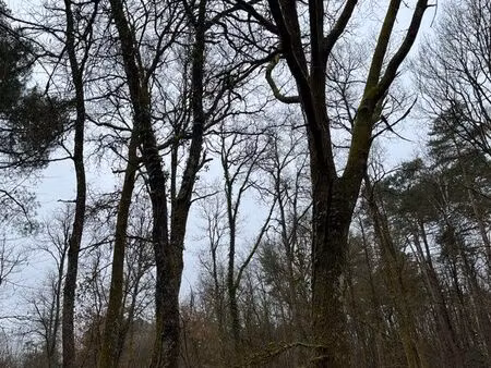 parcelles de bois