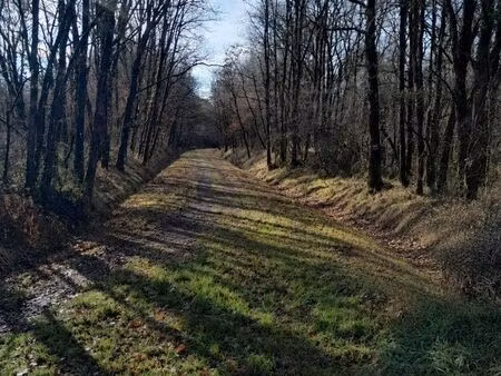 parcelle de bois