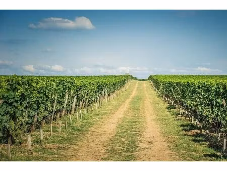 propriété - saint-émilion - 300m²