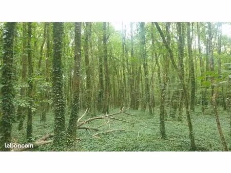 vends parcelle de bois sur pied