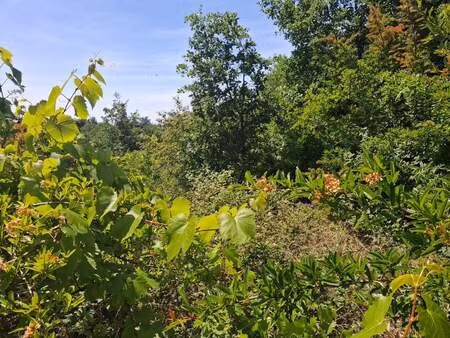 vente terrain 1181 m² chenonceaux (37150)
