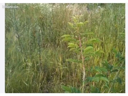 terrain ou friche