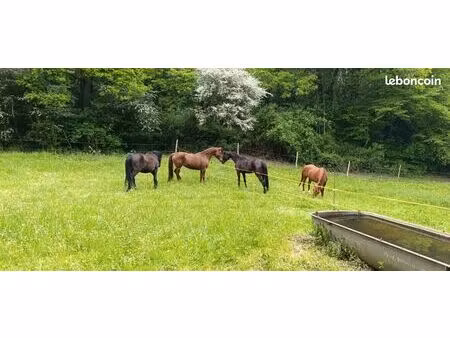 recherche pâture pour chevaux