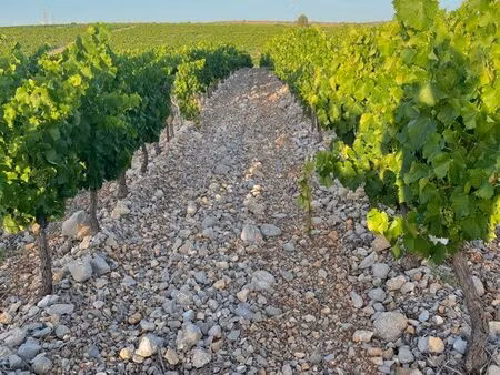 terrain agricole