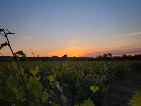 vends 2ha de vignes
