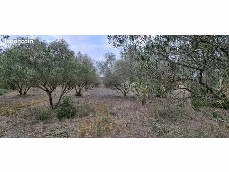 à vendre terrain oliveraie avec eau du bas-rhône