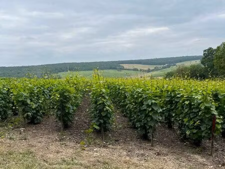droit de plantation aoc champagne
