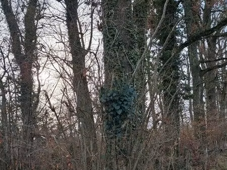 parcelle de bois