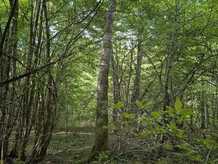 bois / forêt 18h80