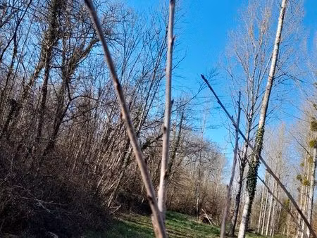 terrain boisée avec pré