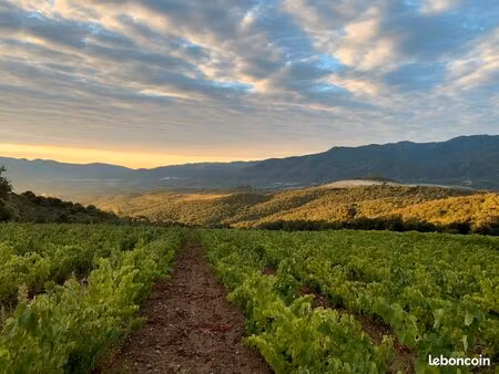 vignoble d'exception – céret / vallespir (66) - matériel vigne/cave inclus
