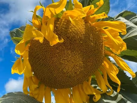 jardins a louer