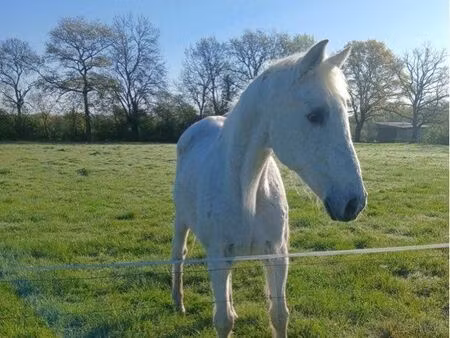 terrain   box à cheval  eau