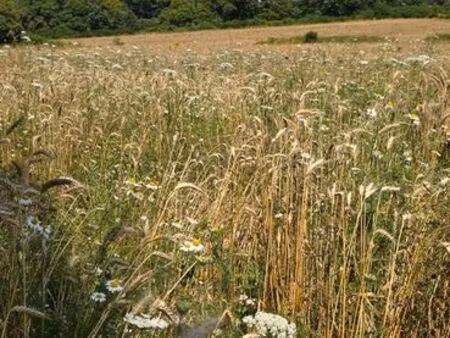 parcelles de terres certifiées ab groupées
