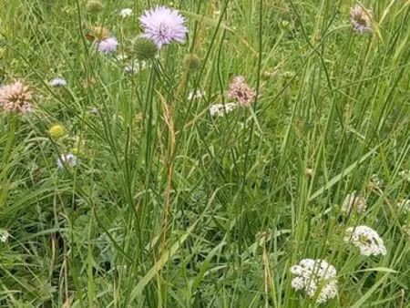 cherche petit terrain en location pr potager et loisir